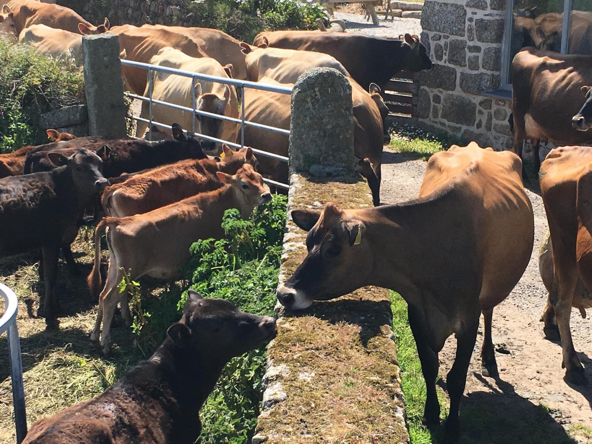 Trengothal Barn Lejlighed Porthcurno Eksteriør billede