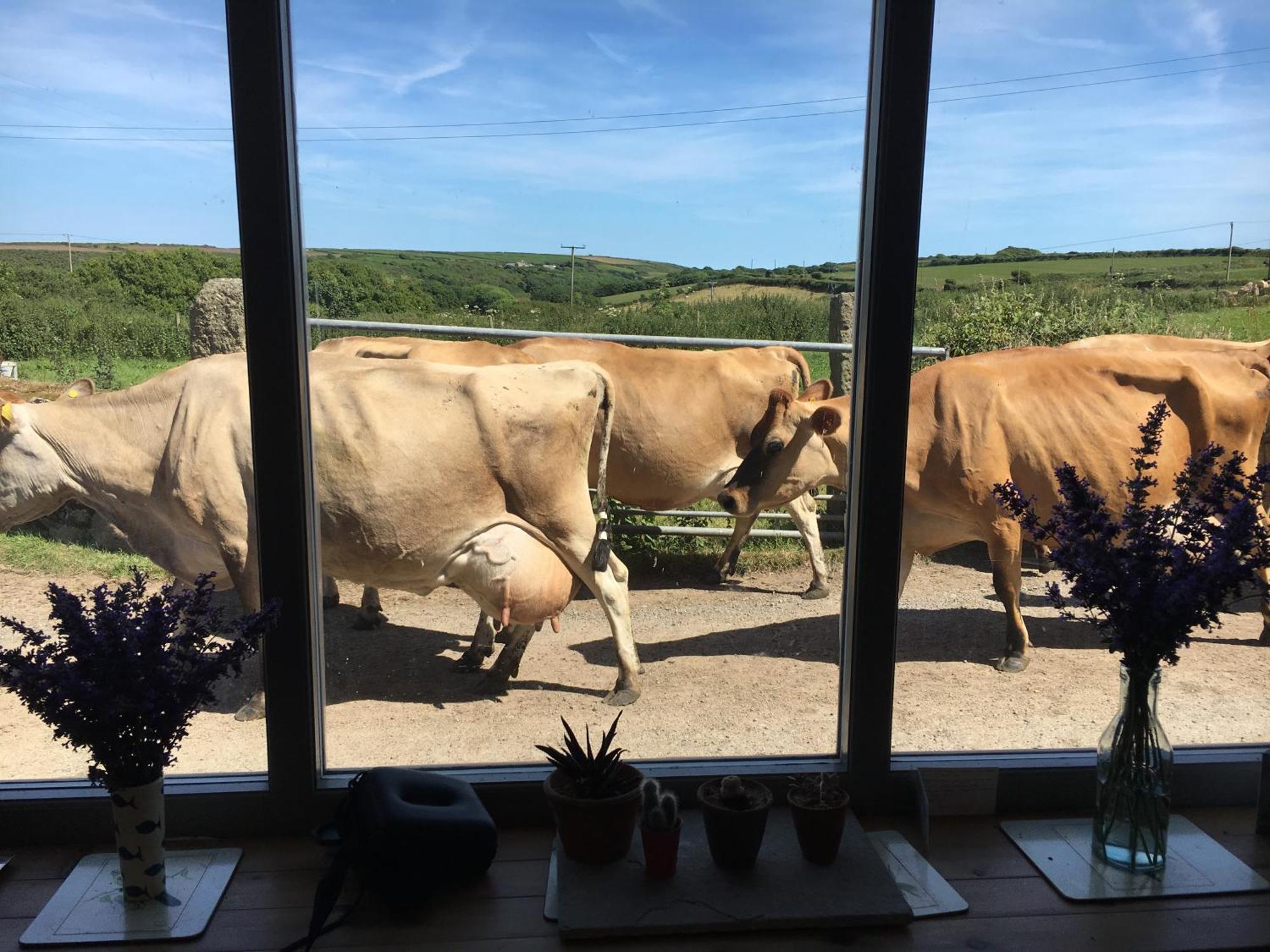 Trengothal Barn Lejlighed Porthcurno Eksteriør billede